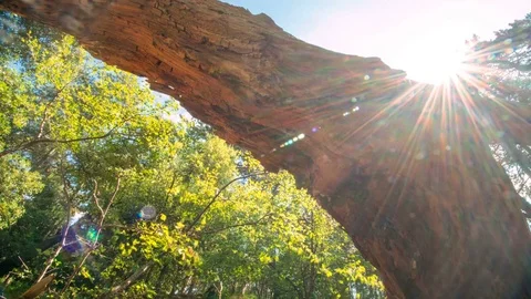 Forest View through Branches, Panning Timelapse Stock Footage 77647171