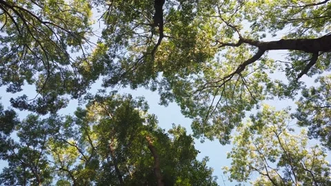 Forest view through the eyes of someone swinging in a hammock Stock Footage 136491599