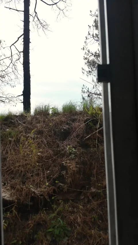 Forest view through train window kalka shimla toy train, india Stock Footage 333983324