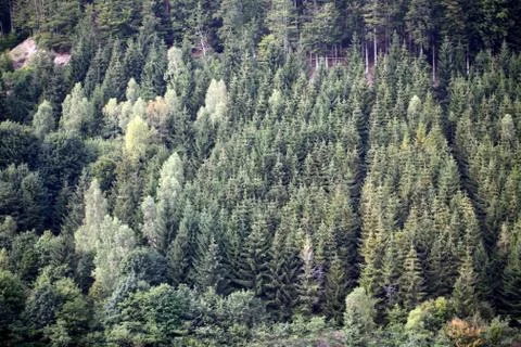 Forest view in the Thuringian Forest in Germany. Stock Photos