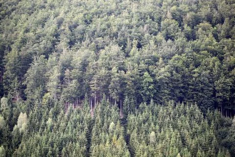 Forest view in the Thuringian Forest in Germany. Stock Photos