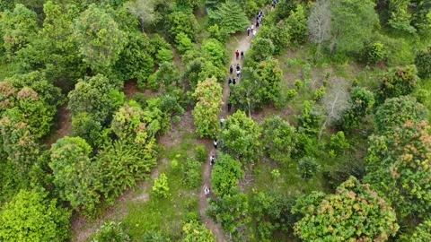 Forest view from top corner. Vídeo Stock 220901041
