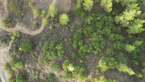 A forest view from the top Video stock 319932443