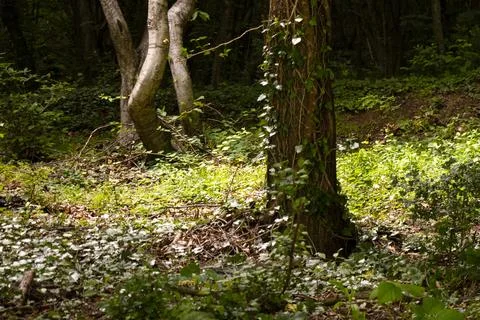 In to the forest view, tree and mass Stock Photos