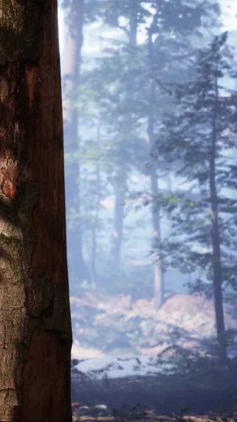Forest view with trees and fog in the background during a clear day Stock Footage 337975552