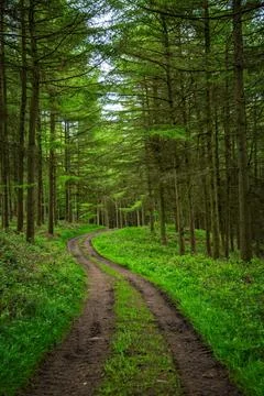 Forest view with trees and greenery around Stock Photos