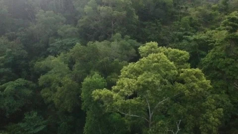 Forest view using drone Video stock 235371638
