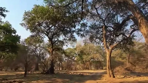 Forest View with Warm Afternoon Light Stock Footage 321840840