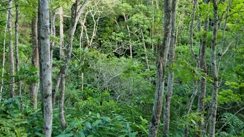 Forest view while walking at a pathway Stock-Footage 300414825