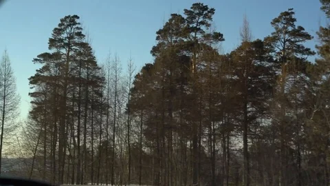 Forest view from the window of the car 库存影片 87669095