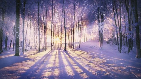 Forest view in winter Stock Footage 223523793