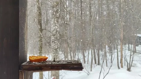 The forest view at the yard with snowy weather. Stock Footage 238847928