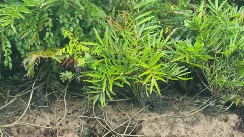 Forest views around the Kapuas River, West Kalimantan Stockbeeldmateriaal 337166938