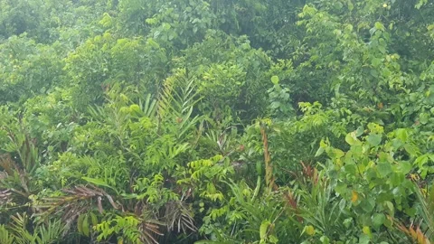 Forest views around the Kapuas River, West Kalimantan Видео 337167348
