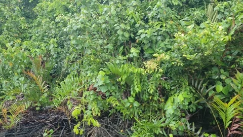 Forest views around the Kapuas River, West Kalimantan Видео 337167771