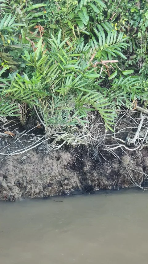 Forest views around the Kapuas River, West Kalimantan Vidéo 337169335