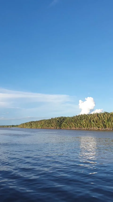 Forest views around the Kapuas River, West Kalimantan Видео 337169336