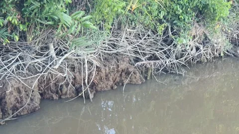 Forest views around the Kapuas River, West Kalimantan Видео 337170068