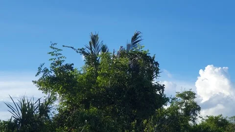 Forest views around the Kapuas River, West Kalimantan 스톡 동영상 337170387