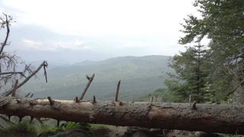 Forest views from the cliff Stock Footage 94736474