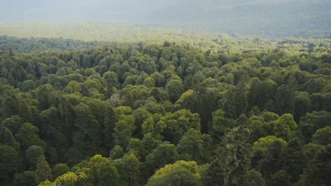 Forest views from the cliff Stock Footage 94737225