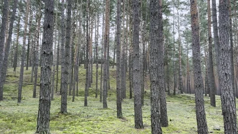 Forest Views 库存影片 301903526