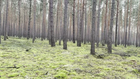 Forest Views 库存影片 301903937