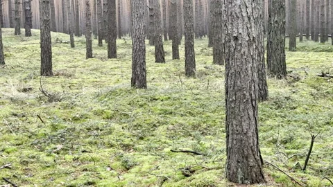 Forest Views Stock Footage 301904737