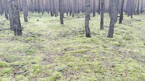 Forest Views 库存影片 301905360