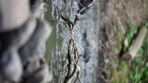 Forest, vines cling to a mossy stone wall, displaying a close bond with nature Video stock 277578982