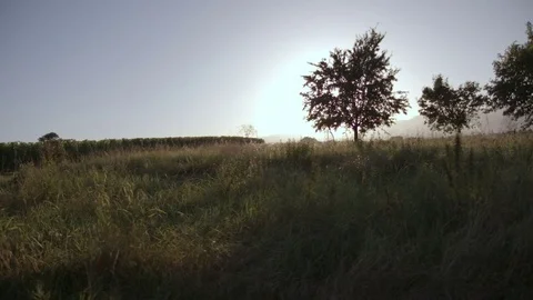 Forest vineyard sunset slowmotion Stock Footage 77833103