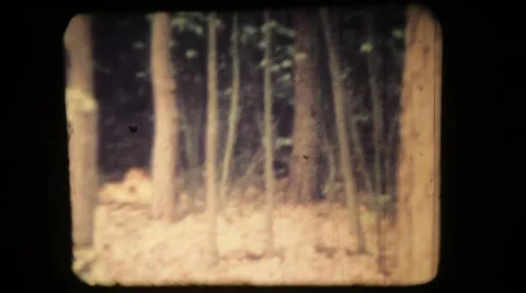 Forest. Vintage 8mm Video stock 48620860