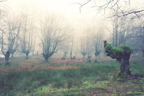 Forest with vintage effect filter Stock Photos