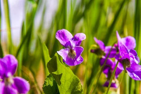 Forest violet bloomed in the rays of the spring sun, spreading fragrance arou Stock Photos