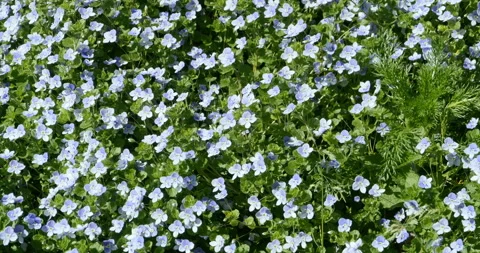 Forest violet blooming Stock Footage 108667384
