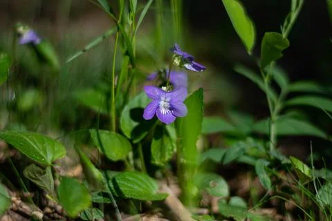 Forest Violet (Boo) Stock Photos