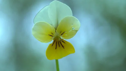 Forest Violet Flowers Stock Footage 130989801