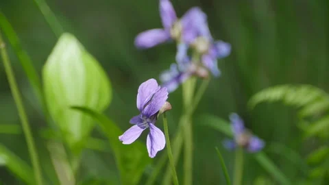 Forest violet flowers Stock Footage 131549326