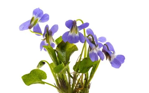 Forest violet isolated Stock Photos