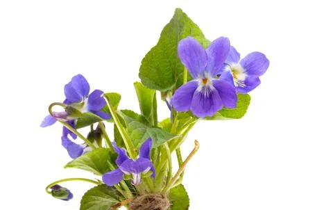 Forest violet isolated Stock Photos
