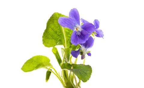Forest violet isolated Stock Photos