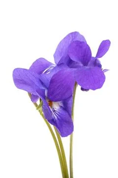 Forest violet isolated Stock Photos