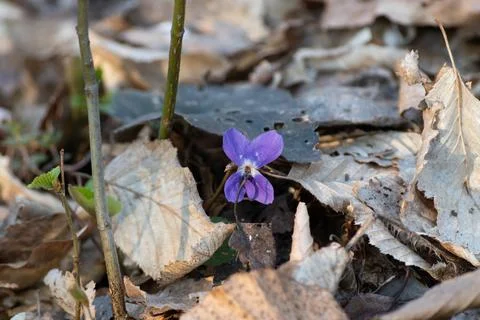 Forest violet in spring close up Stock Photos
