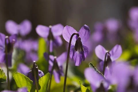 Forest violets, first spring flowers, purple flowers close up, floral background Stock Photos
