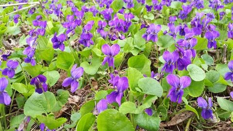 Forest violets Stock-Fotos