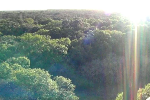 Forest Vista 01 Stock Footage 98437