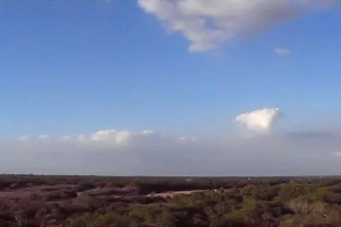 Forest Vista 02 Stock Footage 98438