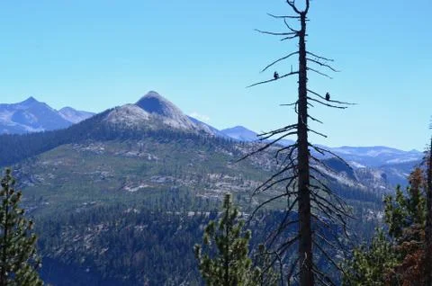 Forest Vista Stock Photos