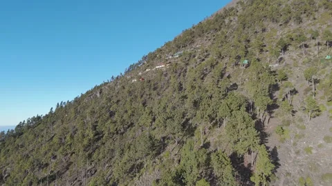 Forest on Volcan Acatenango Hillside Stock Footage 296264128
