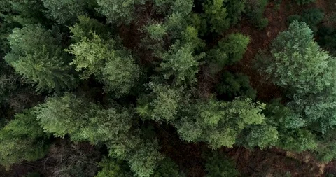 Forest vortex viev Video stock 103147809